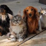 gatos cachorros 2 animal planet