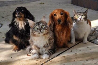 gatos cachorros 2 animal planet