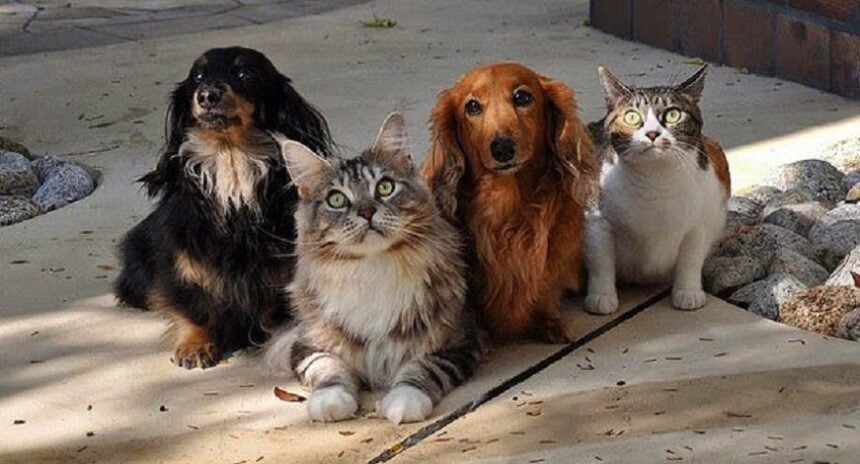 gatos cachorros 2 animal planet