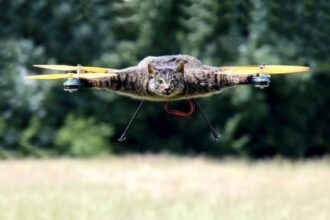 Cat capa