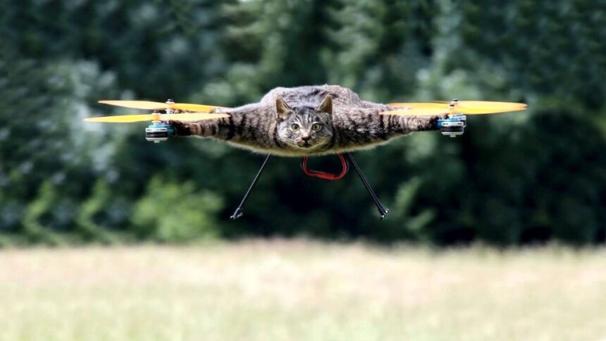 Cat capa